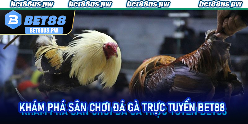 Đá Gà Trực Tuyến Bet88 | Khám Phá Sân Chơi Đỉnh Cao Hấp Dẫn 2 Khám phá sân chơi Đá Gà Trực Tuyến Bet88