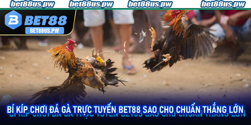 Đá Gà Trực Tuyến Bet88 | Khám Phá Sân Chơi Đỉnh Cao Hấp Dẫn 4 Bí kíp chơi Đá Gà Trực Tuyến Bet88 sao cho chuẩn thắng lớn