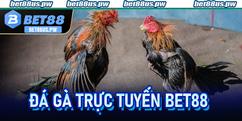 Đá Gà Trực Tuyến Bet88